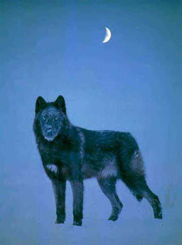 Black Wolf