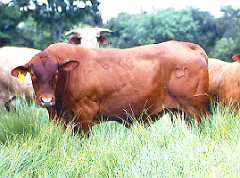 Toro Senepol CNN-633