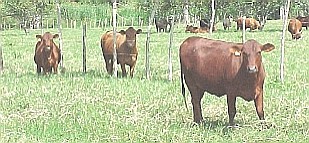 Ganado Senepol de la finca Senegal, Aroa, Estado Yaracuy