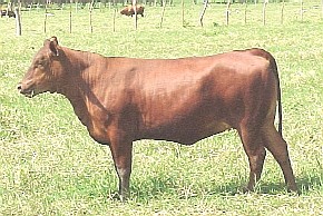 Novilla Senepol de la cr�a de Finca Senegal, Aroa, Estado Yaracuy, Venezuela