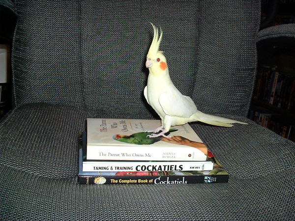 Mommy, It's Time To Hit The Books...I'm Giving A Pop Quiz On My Favorite Subject, Food For Cockatiels!!!