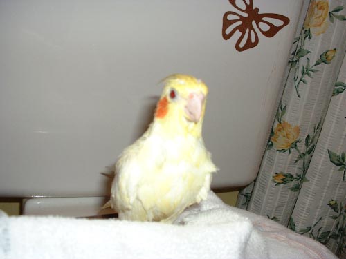 Mac Just After Her Bath: I Look Like A Drowned Rat--But A Beautiful Drowned Rat!