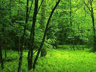 W�lder d�rfen nicht l�nger zerst�rt werden