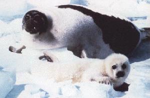 harpseals2