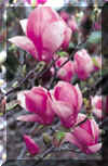 Tulip Magnolia.jpg (21440 bytes)