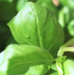 Herbs: Basil profile