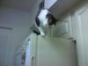 Jackie conquers the refrigerator. 
