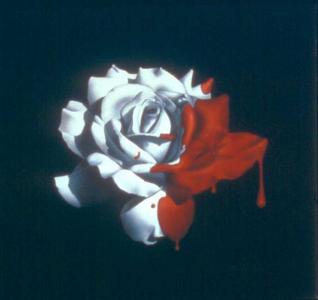 Red Painted White Rose