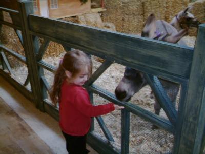 Vicky feeding the donkey at Rockland Centre.