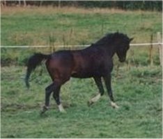 Jurazchek Ibn Diesel 3 �r