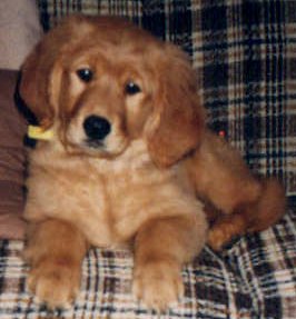 Photo of Chelsea at 10 weeks