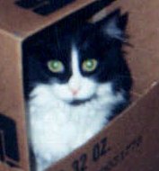 Photo of Peanut in a box