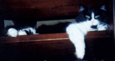 Photo of Peanut on the steps