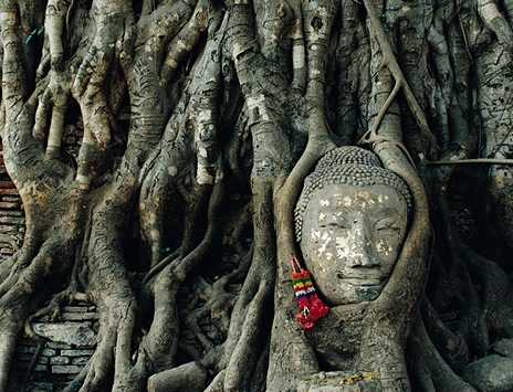 Buddha invuxet i tr�d