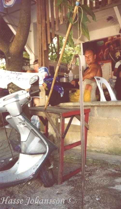 Ove betraktar den avr�ttade och upph�ngda ormen - Foto: Hans Johansson