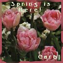 Carol's Favorite Season