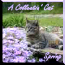 Collectin Cat's Favorite Season