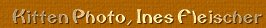 Kitten  Photo By Ines Fleischer