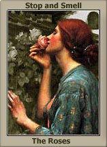 smellrose1.jpg