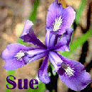 Sue