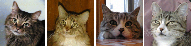 Cat Collage