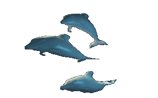dolphins3.gif (72590 bytes)