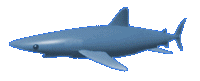 Shark-01.gif (12013 bytes)