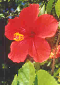 hibiscus