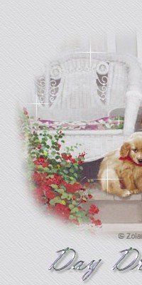 dreamertop1.jpg (22219 bytes)