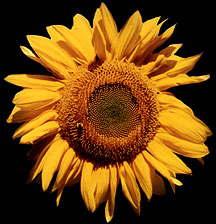 Sunflower by elan and Pat