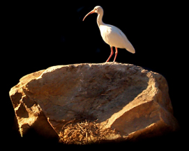 Egret on Rock Nest