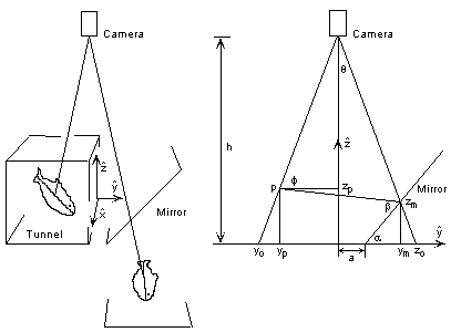 [Geometrical analysis of fish images]