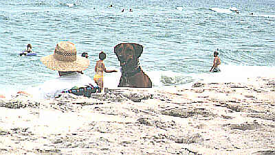 Dog at Assateague Beach