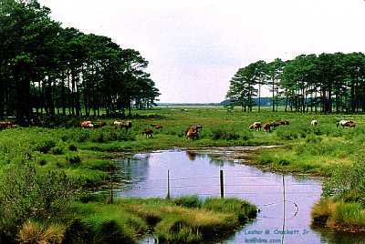 Wild Ponies at Assateague Island