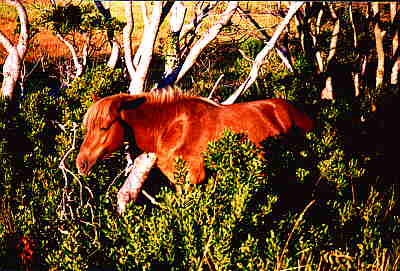 Wild Chestnut-Colored Assateague Pony