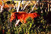 Wild Chestnut-Colored Pony At Assateague Island