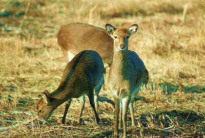 Sika Deer