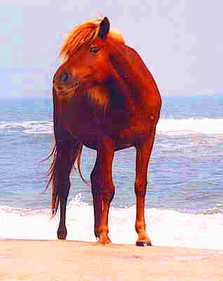 'Wild' Assateague Pony