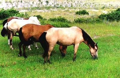 'Wild' Assateague Ponies Grazing