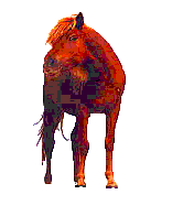 Animated 'wild' Assateague Pony