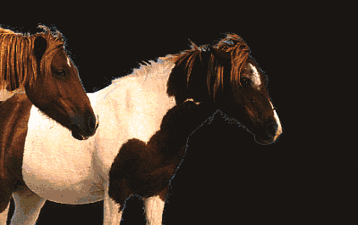 Wild Chincoteague Ponies