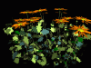 Flowers3.gif (116619 bytes)