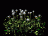 Flowers4.gif (104957 bytes)