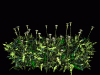 Flowers6.gif (138731 bytes)