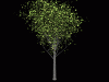 Tree3.gif (91695 bytes)