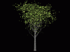 Tree6.gif (77650 bytes)