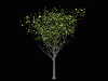 Tree8.gif (68602 bytes)