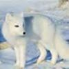 White Fox