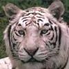 White Tiger 1