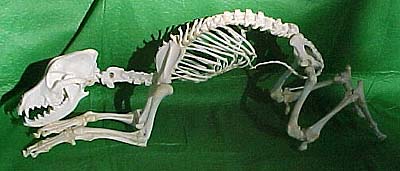 I wonder if it buried itself?